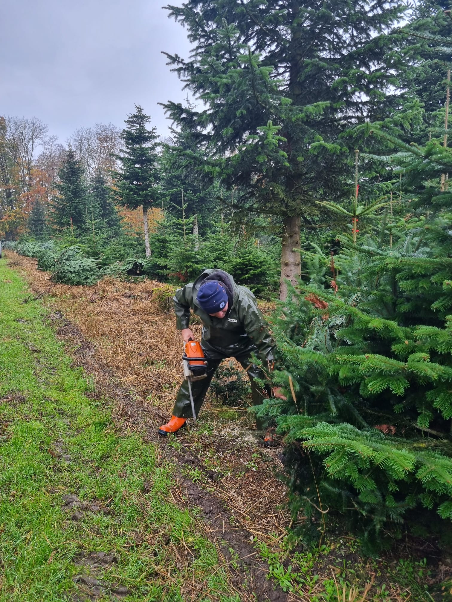 Baum wird in der Kultur geschlagen
