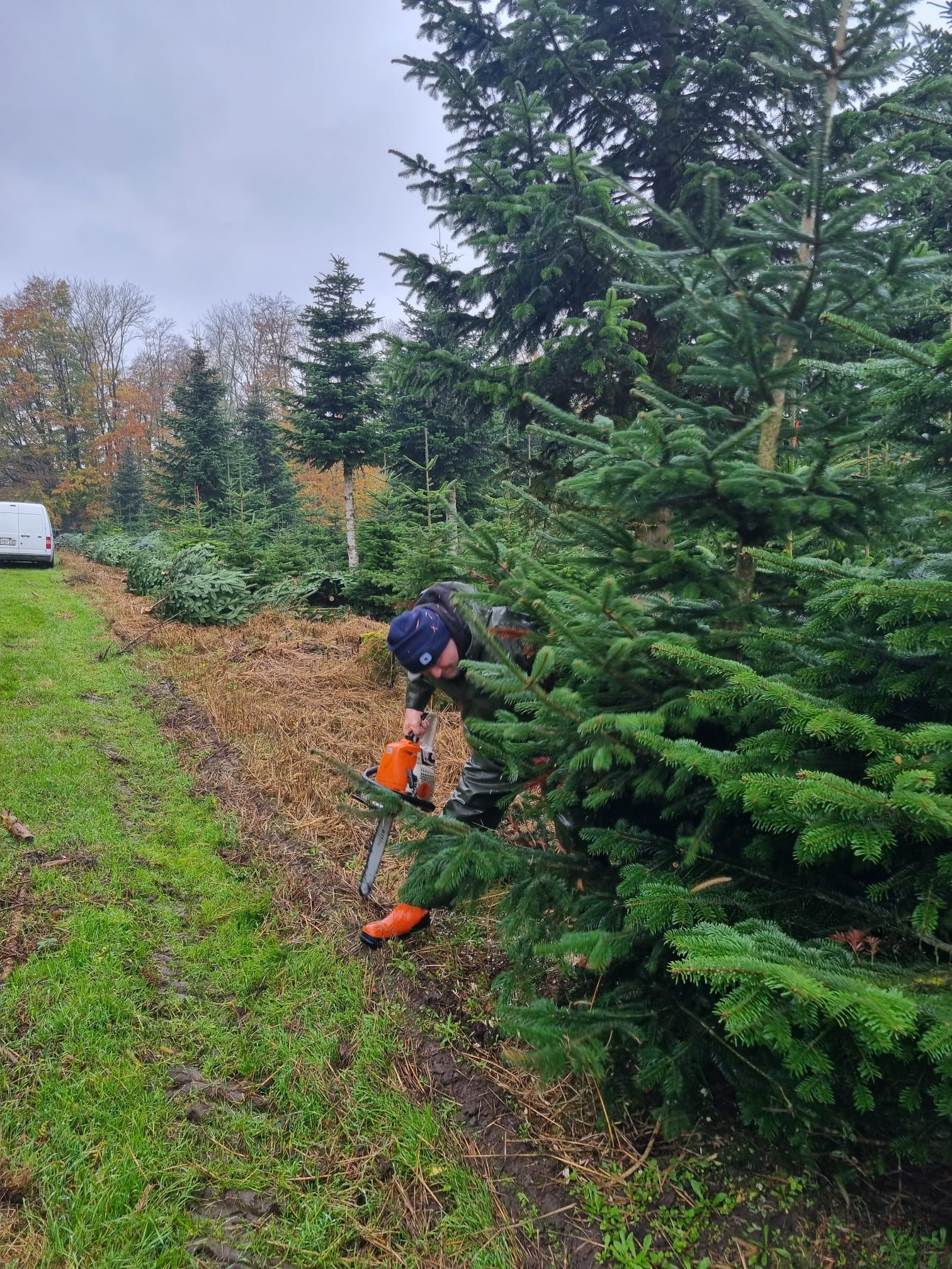 Familie sucht in der Schonung einen Baum aus