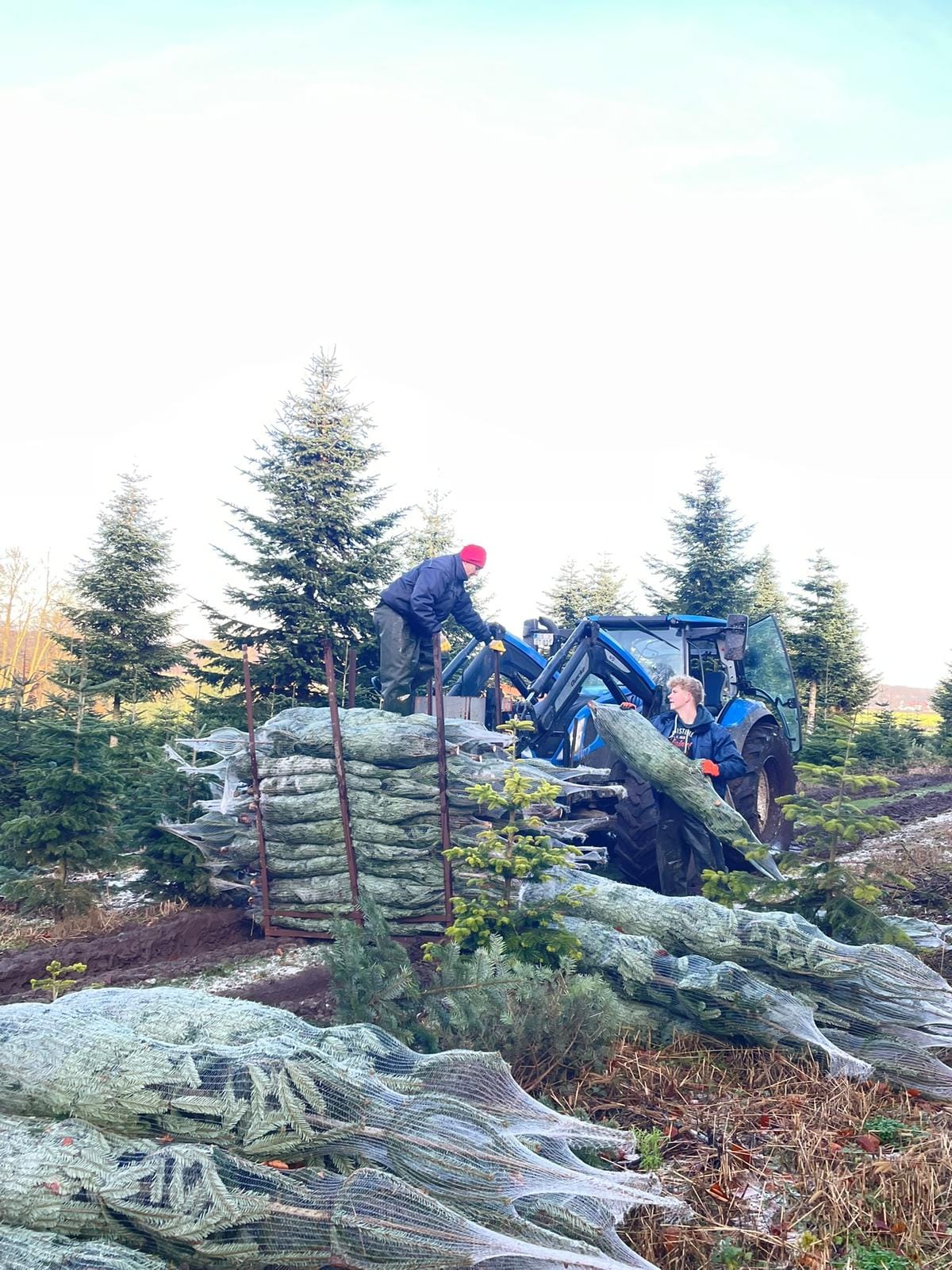 Ernte: Bäume werden verladen